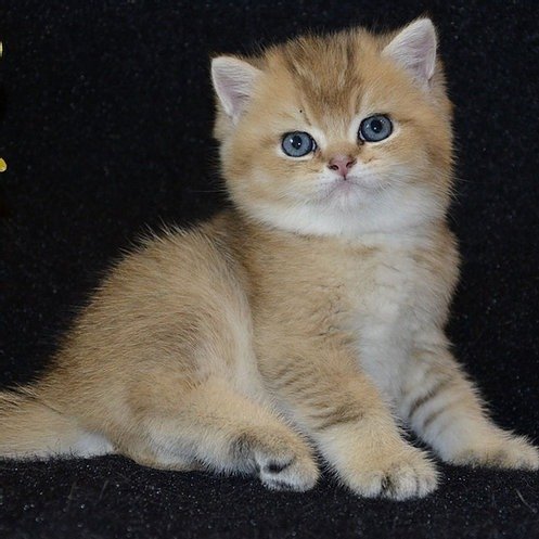 Shop Secondary Image