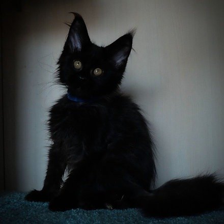 Shop Primary Image